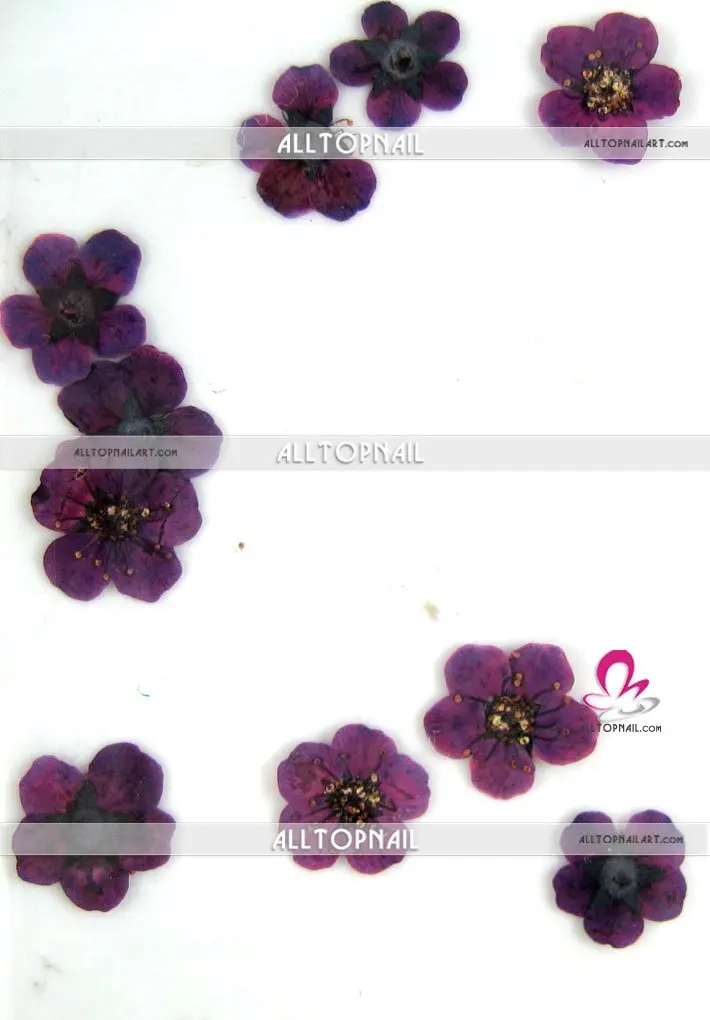 IMG_2248_spiraea_pressedflower.jpg