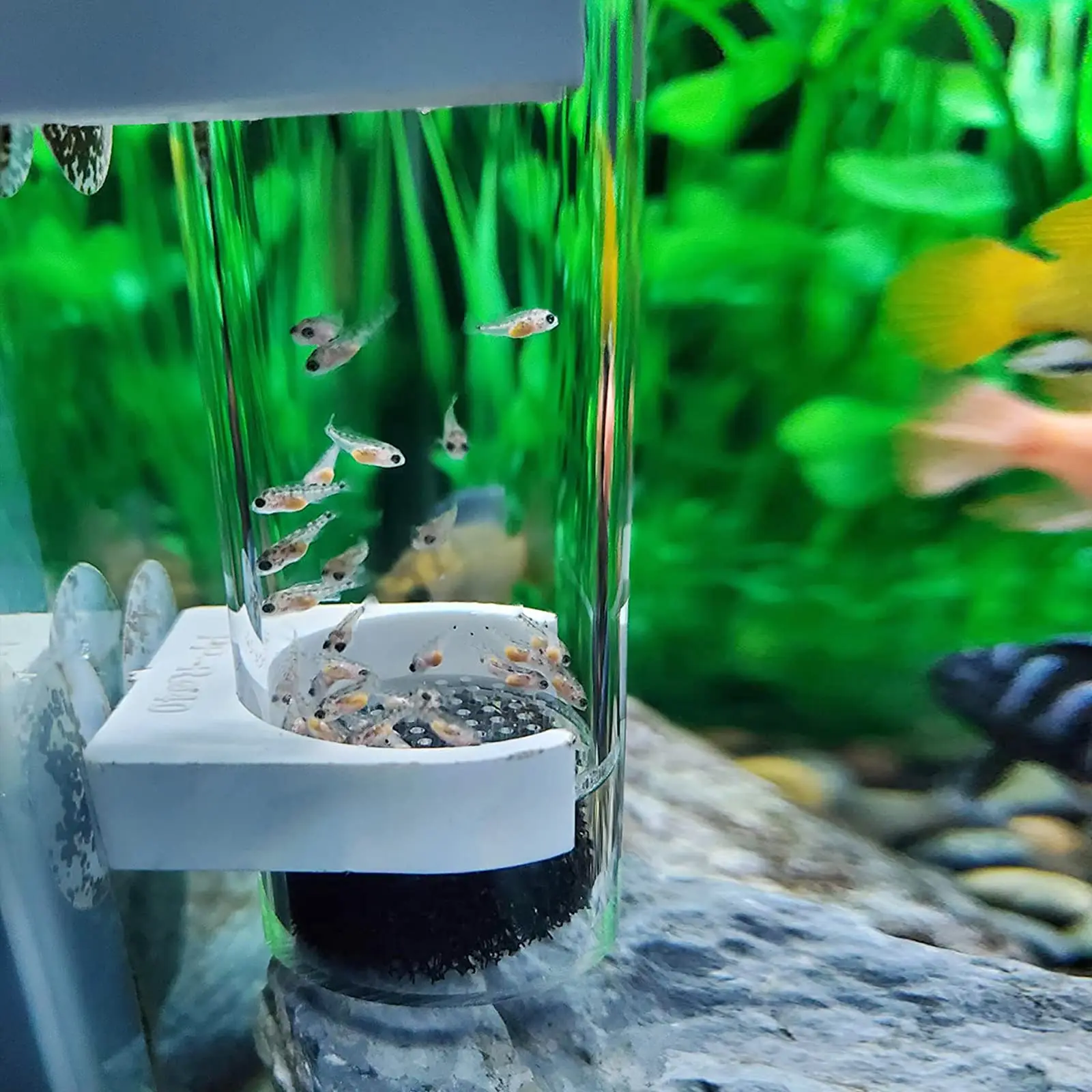 Aquarium Cichlids Fish Egg Incubator,Tumbler Fish Hatchery Breeding for Fish Tank,Fish Hatchery Incubator for Cichlids
Aquarium Cichlids Fish Egg Incubator,Tumbler Fish Hatchery Breeding for Fish Tank,Fish Hatchery Incubator for Cichlids