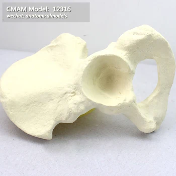 12318/ Optional free shipping CMAM Model, Simulated bone, hip, Medical Orthopaedic Operative Training Model
12318/ Optional free shipping CMAM Model, Simulated bone, hip, Medical Orthopaedic Operative Training Model