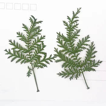 Dye Green Artemisia Natural Dried Flowers Vegetation Specimen For DIY Christmas Card 120Pcs
Dye Green Artemisia Natural Dried Flowers Vegetation Specimen For DIY Christmas Card 120Pcs