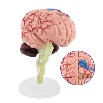 4D Brain Model Brain Model Structural Anatomy Teaching Learning Tool 10 x 8 x 6cm TB Sale
4D Brain Model Brain Model Structural Anatomy Teaching Learning Tool 10 x 8 x 6cm TB Sale