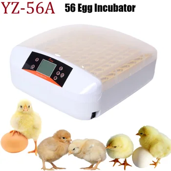 Hot Sale 2020 LED Screen Automatic Egg Turner Temperature Humidity Quail Chicken Hatcher Brooder YZ-56A Automatic Egg Incubator
Hot Sale 2020 LED Screen Automatic Egg Turner Temperature Humidity Quail Chicken Hatcher Brooder YZ-56A Automatic Egg Incubator