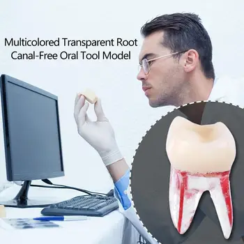 1:1 Resin Dental Endodontic Tooth Model With Colored Root Canal and Pulp Model Dentist Tools for Student Study Practice 1pcs
1:1 Resin Dental Endodontic Tooth Model With Colored Root Canal and Pulp Model Dentist Tools for Student Study Practice 1pcs