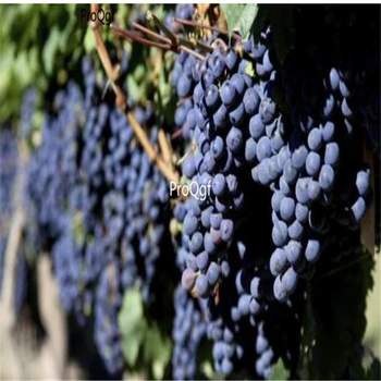 Ngryise 3000Pcs A Set Malbec grape 
Ngryise 3000Pcs A Set Malbec grape