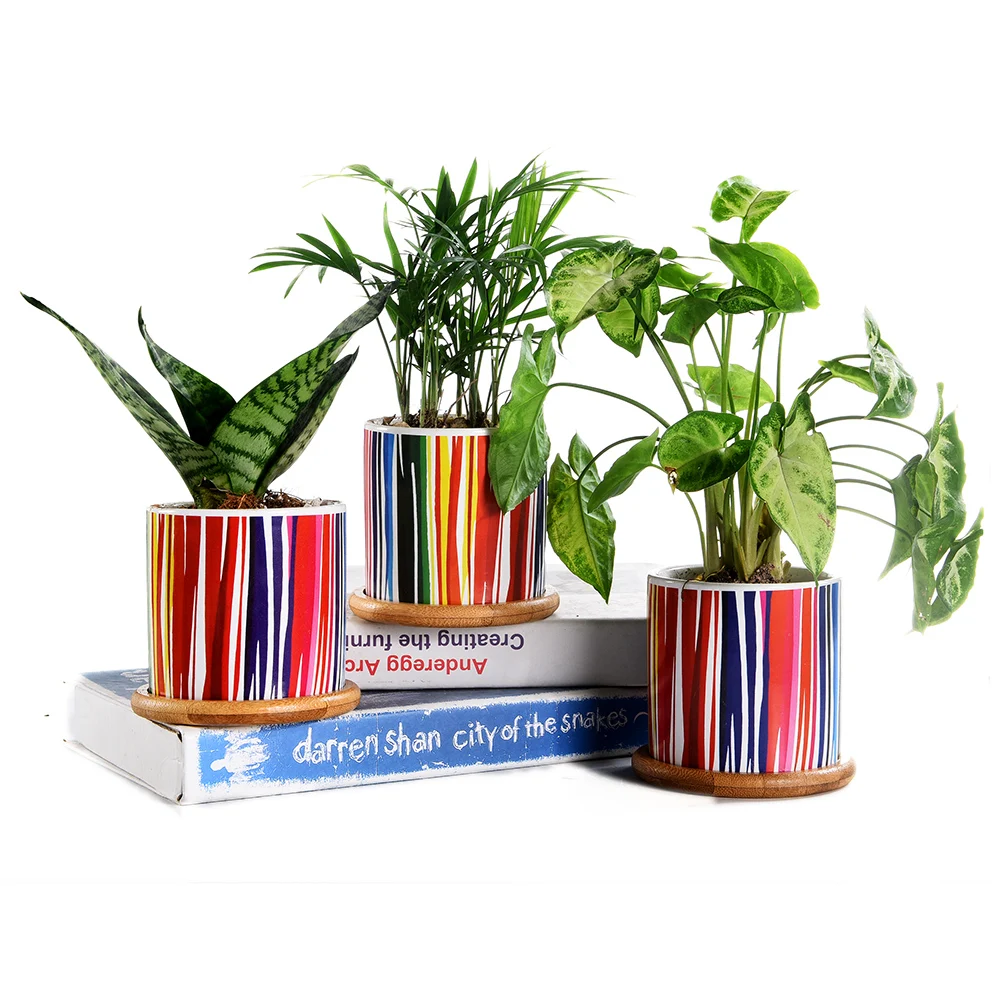 Set of 3 Succulent Plant Pots, 3.15 Inch Cylinder Cactus Ceramic Planters with Bamboo Trays & Drainage Hole Surface Pattern
Set of 3 Succulent Plant Pots, 3.15 Inch Cylinder Cactus Ceramic Planters with Bamboo Trays & Drainage Hole Surface Pattern