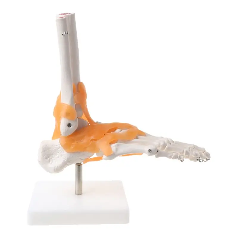 1: 1 Human Skeleton Human Model Joint Anatomy Ankle Ligament Anatomically Teaching Resource Tool
1: 1 Human Skeleton Human Model Joint Anatomy Ankle Ligament Anatomically Teaching Resource Tool