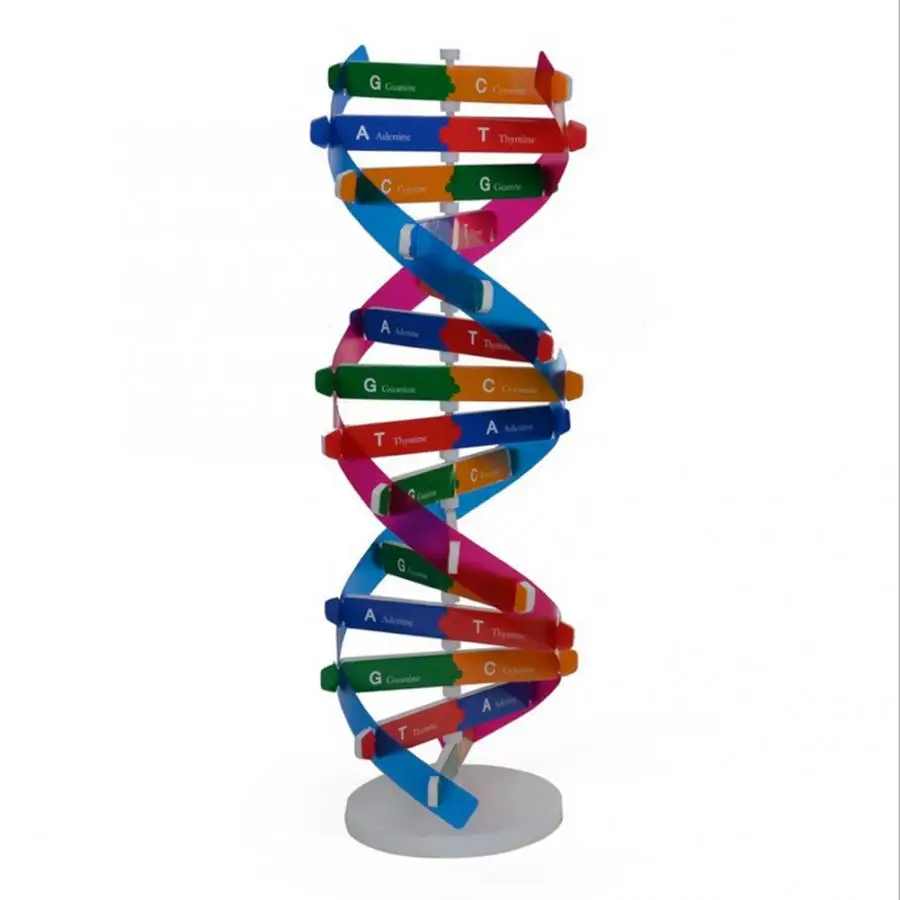 Human Genes DNA Models Double Science Toys Popularization Teaching Learning Education Toys For Children
Human Genes DNA Models Double Science Toys Popularization Teaching Learning Education Toys For Children