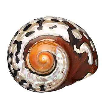 Natural Conch Shell African Turban Shell Conch Coral Sea Snail Home Ornament Fish Tank Living Room Decoration
Natural Conch Shell African Turban Shell Conch Coral Sea Snail Home Ornament Fish Tank Living Room Decoration