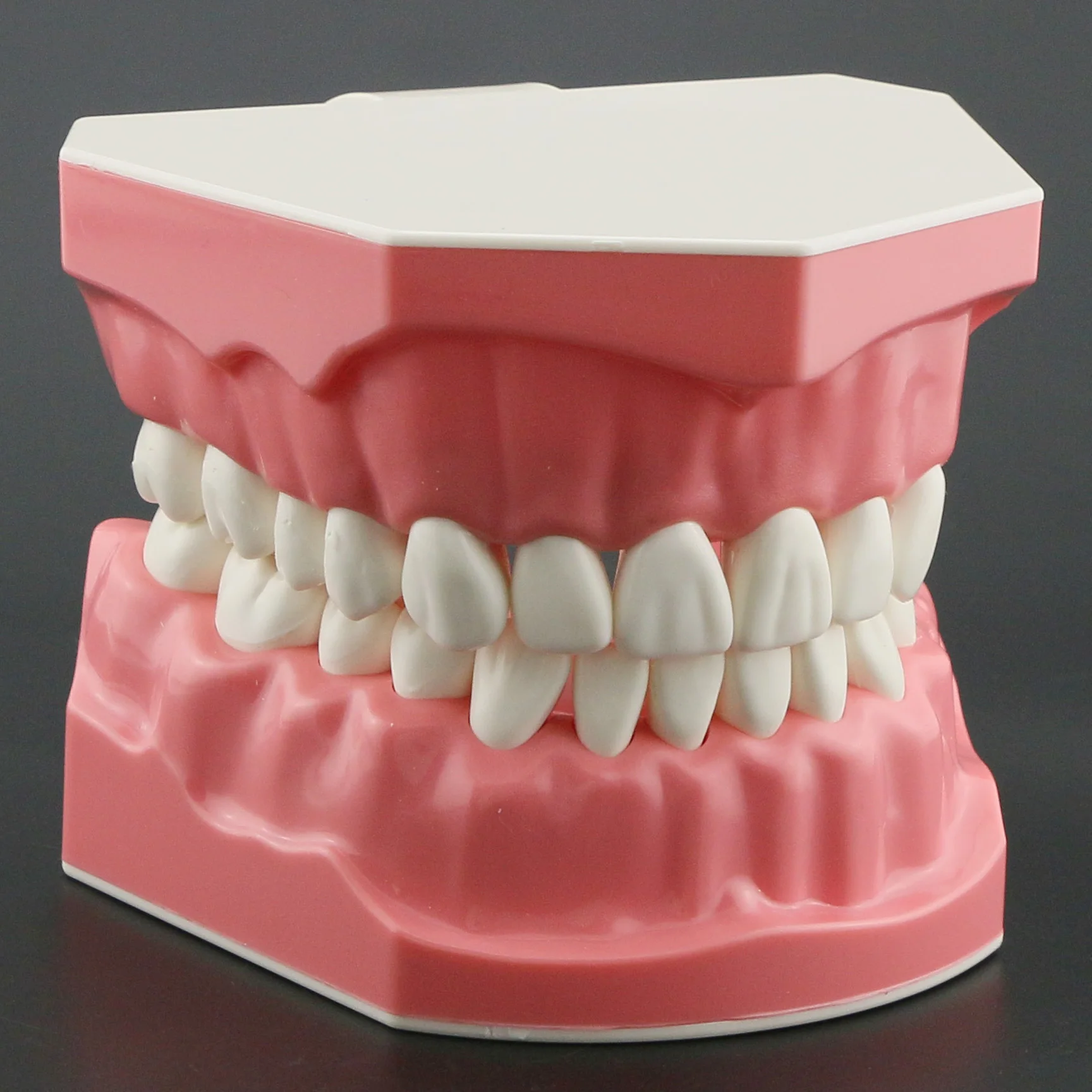 

Dental Model Standard Brushing Flossing Practice Teeth Typodont Model Dentist Educational Demonstration Tool M7010-1