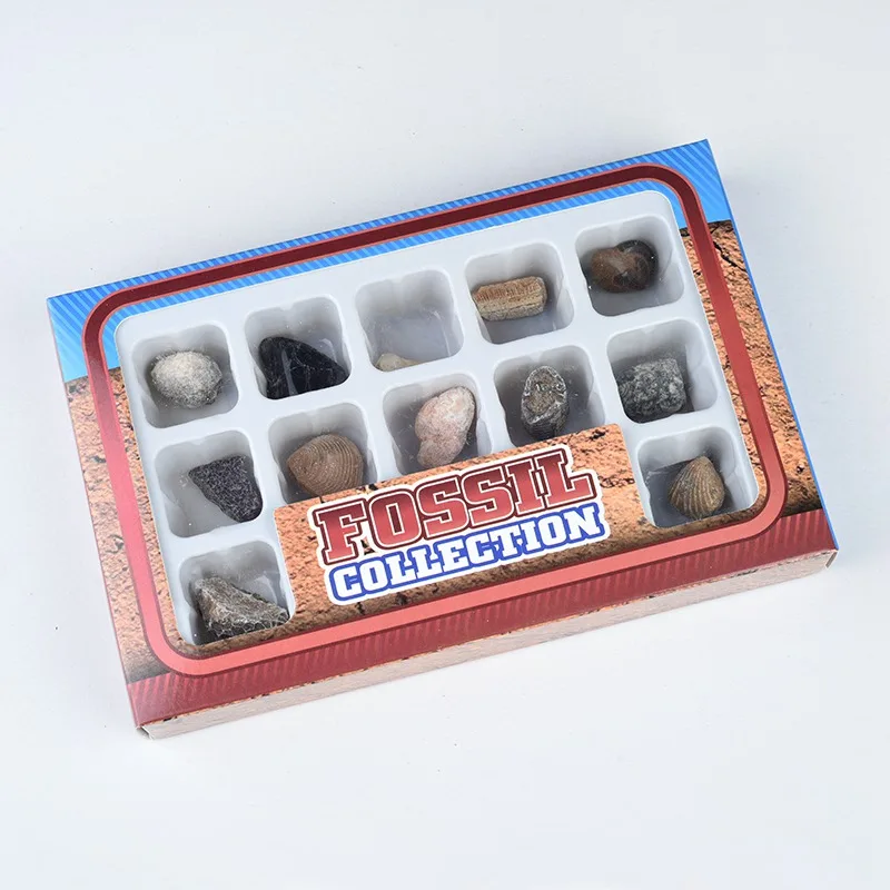 15PCS/SET Natural Animal and Plant Fossil Specimens Boxed Students Natural Science Teaching Materials Fossiles Stone
15PCS/SET Natural Animal and Plant Fossil Specimens Boxed Students Natural Science Teaching Materials Fossiles Stone