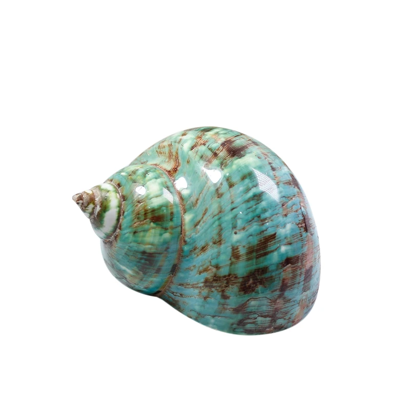Fluorescent Pattern Snail Mediterranean Natural Shell Conch Collection Snail Home Decoration Crafts
Fluorescent Pattern Snail Mediterranean Natural Shell Conch Collection Snail Home Decoration Crafts