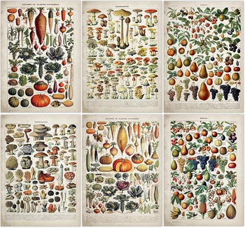 Vintage Vegetable Fruit Mushroom Poster Print Antique Wall Art Print Botanical Picture Science Poster Kraft paper
Vintage Vegetable Fruit Mushroom Poster Print Antique Wall Art Print Botanical Picture Science Poster Kraft paper