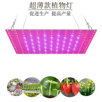 Lamps for Plant Growing Led Quantum Board Ultra-Thin Square Fleshy Vegetables and Fruits Plant Growing Light Indoor Fill Light
Lamps for Plant Growing Led Quantum Board Ultra-Thin Square Fleshy Vegetables and Fruits Plant Growing Light Indoor Fill Light