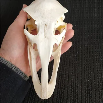 Ostrich Skull Specimens Collection Gift Animal Skull Size 19*9.5*8cm
Ostrich Skull Specimens Collection Gift Animal Skull Size 19*9.5*8cm