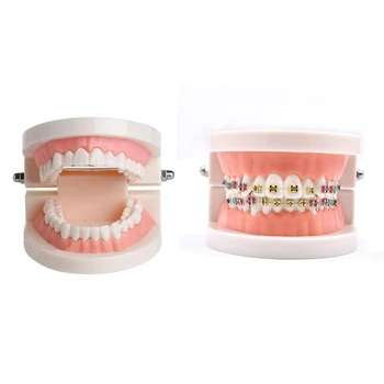 2Pc Adult Teeth Model Standard Teaching Study Typodont Demonstration Tool for Oral Education
2Pc Adult Teeth Model Standard Teaching Study Typodont Demonstration Tool for Oral Education
