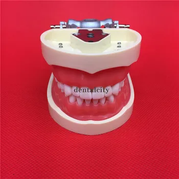 Resin Simulation Tooth Grain Dental Model For Dentist Exam Preparation Teaching Free Shipping
Resin Simulation Tooth Grain Dental Model For Dentist Exam Preparation Teaching Free Shipping