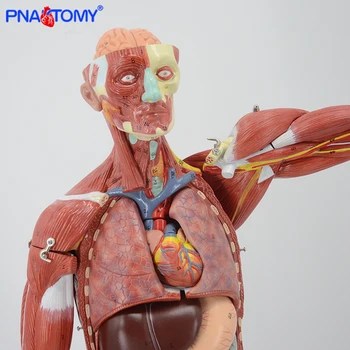 Muscular figure anatomy model 27parts 78cm height human muscles and ligaments blood vessels and nerves anatomical tool teaching
Muscular figure anatomy model 27parts 78cm height human muscles and ligaments blood vessels and nerves anatomical tool teaching