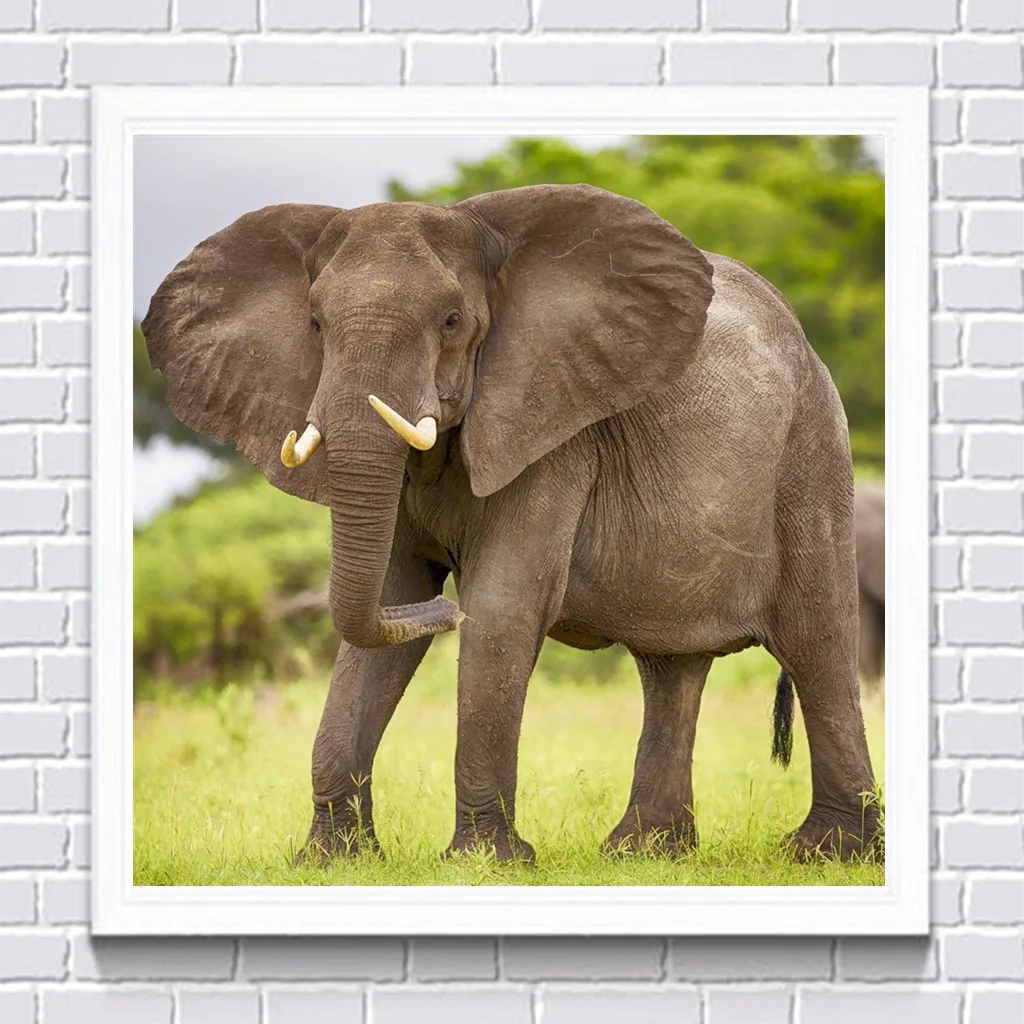 5D сделай сам полностью круглая алмазная живопись животное слон Набор для вышивки