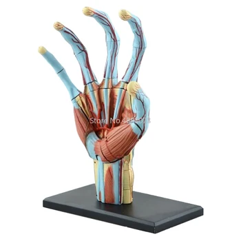 4D Human Hand Structure Anatomical Model Teaching Aid Puzzle Assembling Toy School Medical Teaching Supplies
4D Human Hand Structure Anatomical Model Teaching Aid Puzzle Assembling Toy School Medical Teaching Supplies
