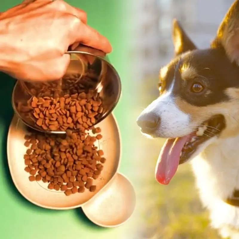 Catnip Cat Mint Bait Bowl Dog Double Bowls Oblique Mouth Pet Hollow Plate Cats Lure Food Eating Supplies
Catnip Cat Mint Bait Bowl Dog Double Bowls Oblique Mouth Pet Hollow Plate Cats Lure Food Eating Supplies