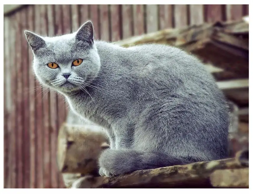 Алмазная мозаика с кошкой вышивка животные алмазная живопись красочный Рисунок