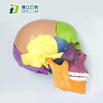 15 Parts 4D 1:2 Life-sized Colored Assembly Human Anatomy Skull Toy Medical Skeleton Model
15 Parts 4D 1:2 Life-sized Colored Assembly Human Anatomy Skull Toy Medical Skeleton Model