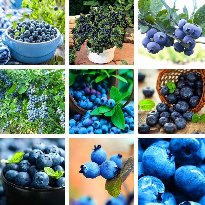 BlueBerry Bonsai Plant 200Pcs Fruit Tree Highbush Blueberries DIY Countyard Bonsai BerryPlant For Home&Garden Decor pot
BlueBerry Bonsai Plant 200Pcs Fruit Tree Highbush Blueberries DIY Countyard Bonsai BerryPlant For Home&Garden Decor pot