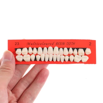 28Pcs/Set Resin Teeth Model Durable Dentures Universal Resi False Teeth Dental Material Teeth Teaching Model Dedicated Teeth
28Pcs/Set Resin Teeth Model Durable Dentures Universal Resi False Teeth Dental Material Teeth Teaching Model Dedicated Teeth