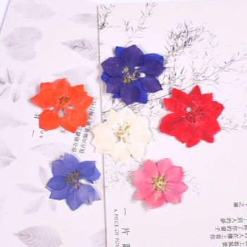 Consolida ajacis small Real Dried Flower Dry Plants For Candle Epoxy Resin Pendant Necklace Jewelry Making Craft DIY Accessori
Consolida ajacis small Real Dried Flower Dry Plants For Candle Epoxy Resin Pendant Necklace Jewelry Making Craft DIY Accessori