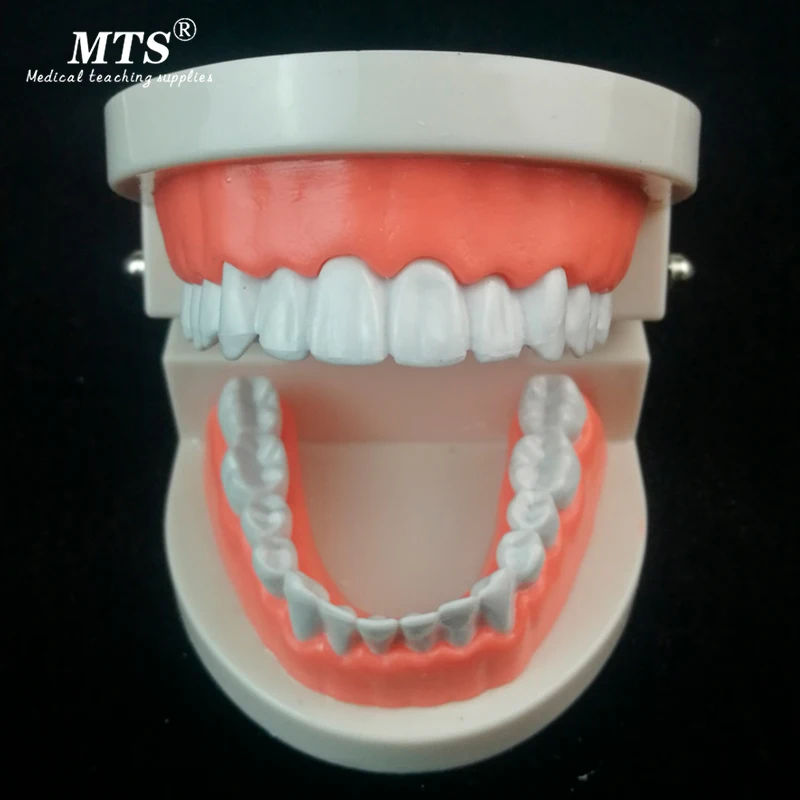 Белая форма для ухода за зубами модель зубов взрослых стандартное обучение зубам