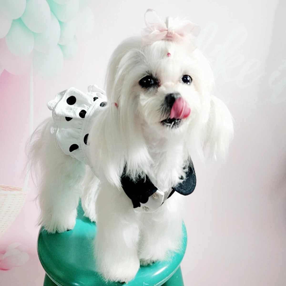 Chic Polka Dot Skirt Dog Fancy Dress Spring Summer Kitten Dress Pet Outfits for Cats Dogs Dress Designer Dog Clothes
Chic Polka Dot Skirt Dog Fancy Dress Spring Summer Kitten Dress Pet Outfits for Cats Dogs Dress Designer Dog Clothes