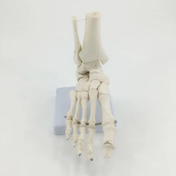 Ankle Joint Bone Model Medical Anatomy Skeleton Model Teaching Tool Supplier1:1 Human Foot Joint
Ankle Joint Bone Model Medical Anatomy Skeleton Model Teaching Tool Supplier1:1 Human Foot Joint