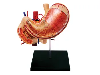 master puzzle Assembling toy human body organ anatomical model medical teaching model Stomach 4d
master puzzle Assembling toy human body organ anatomical model medical teaching model Stomach 4d