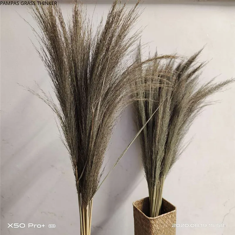 20pcs Natural pampas bunch dried pampas beautiful reed for home wedding christmas decor pampas grass flower bunch 
20pcs Natural pampas bunch dried pampas beautiful reed for home wedding christmas decor pampas grass flower bunch
