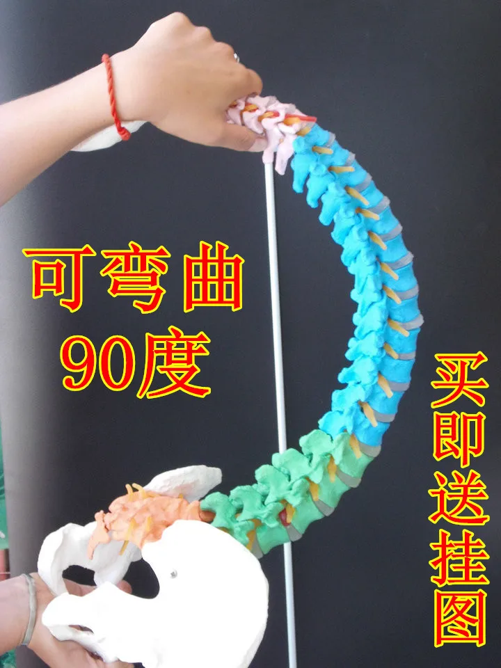 Bone-Setting Human Spine Color Pyramid Model Color Plastic Toys Model Large Spine Adult 1: 1 with Thoracic 1
Bone-Setting Human Spine Color Pyramid Model Color Plastic Toys Model Large Spine Adult 1: 1 with Thoracic 1