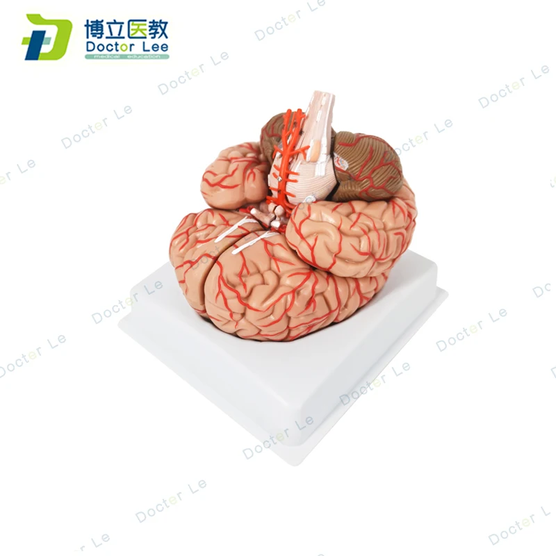 8 Parts Life Size Human Brian Anatomy Model Pro Dissection Medical Organ Teaching Model
8 Parts Life Size Human Brian Anatomy Model Pro Dissection Medical Organ Teaching Model