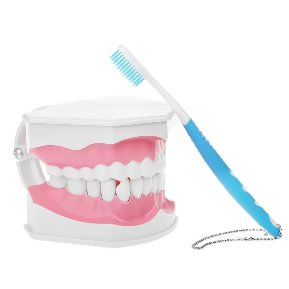 New Dental Adult Education Teaching Model with Removable Lower Teeth and Toothbrush
New Dental Adult Education Teaching Model with Removable Lower Teeth and Toothbrush