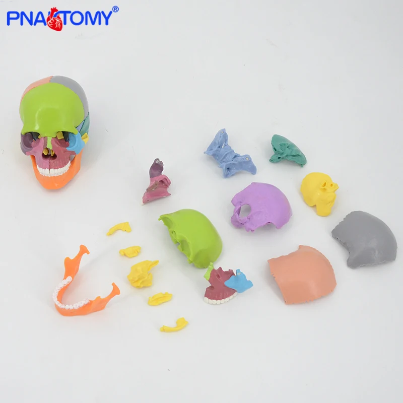 15pcs/set 4D Disassembled Color Skull Anatomical Model Detachable Medical Teaching Tool 
15pcs/set 4D Disassembled Color Skull Anatomical Model Detachable Medical Teaching Tool