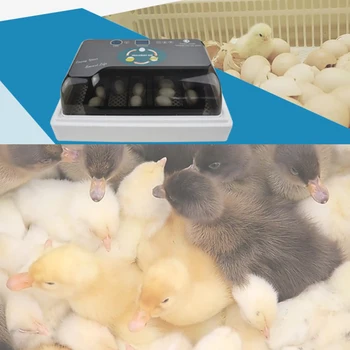 General Automatic LED Digital Eggs Incubator Hatcher Turning Machine For Chicken Duck Bird Goose Eggs
General Automatic LED Digital Eggs Incubator Hatcher Turning Machine For Chicken Duck Bird Goose Eggs