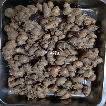 Ngryise 10Pcs A Set Kaempferia root
Ngryise 10Pcs A Set Kaempferia root