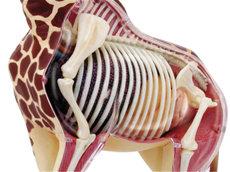 4D MASTER Educational Assembled Toys Animal Giraffe Organ Anatomy Medicine for Teaching Model
4D MASTER Educational Assembled Toys Animal Giraffe Organ Anatomy Medicine for Teaching Model