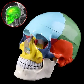 Life Size Colorful Human Skull Model Anatomical Anatomy Medical Teaching Skeleton Head Studying Teaching Supplies
Life Size Colorful Human Skull Model Anatomical Anatomy Medical Teaching Skeleton Head Studying Teaching Supplies