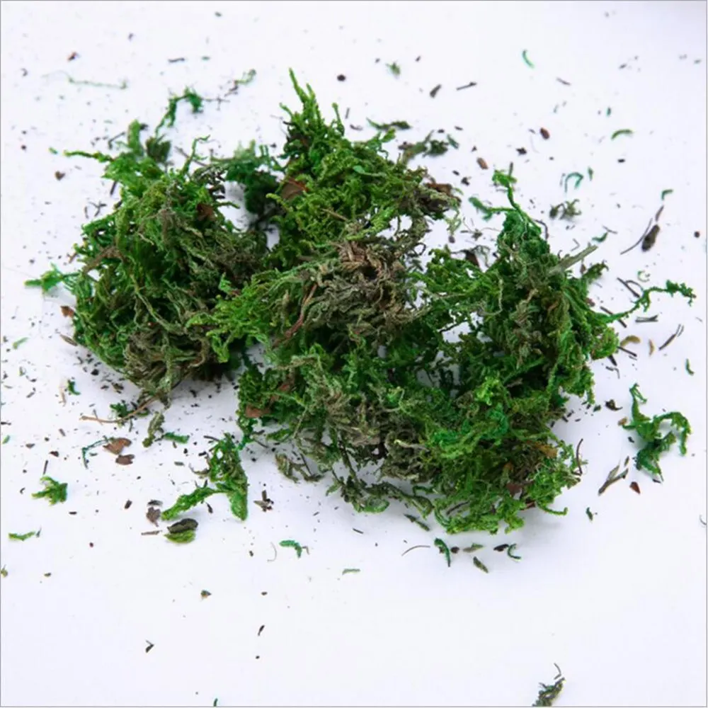 Natural 40g Bag Dry Real Green Moss Decorative Plants Vase Artificial Turf Silk Flower Accessories for Flowerpot Decoration
Natural 40g Bag Dry Real Green Moss Decorative Plants Vase Artificial Turf Silk Flower Accessories for Flowerpot Decoration
