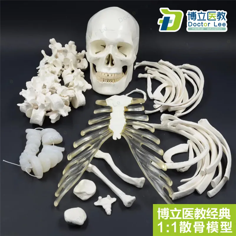 Natrual Size Human Skeleton Model for Teaching and Learning High Quality Medical Supplies and Equipment
Natrual Size Human Skeleton Model for Teaching and Learning High Quality Medical Supplies and Equipment