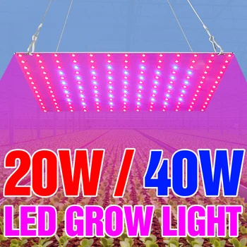 Plant Grow Light 20W 40W Full Spectrum LED Greenhouse phyto Lamp EU US UK Plug Seedling Fito Light LED Flower Seed Growth Tent
Plant Grow Light 20W 40W Full Spectrum LED Greenhouse phyto Lamp EU US UK Plug Seedling Fito Light LED Flower Seed Growth Tent