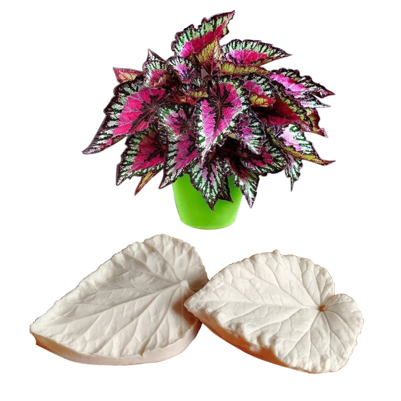 Begonia Leaf Veiner Silicone Mould Cake Chocolate Fondant Gumpaste Sugar Clay Flower Cake Decorating Moulds DIY M2111
Begonia Leaf Veiner Silicone Mould Cake Chocolate Fondant Gumpaste Sugar Clay Flower Cake Decorating Moulds DIY M2111