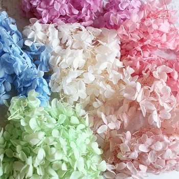 20G Preserved Medium Hydrangea Flowers Dry Natural Fresh Forever Hydrangea Eternelle Rose,DIY Immortal Flower Material
20G Preserved Medium Hydrangea Flowers Dry Natural Fresh Forever Hydrangea Eternelle Rose,DIY Immortal Flower Material
