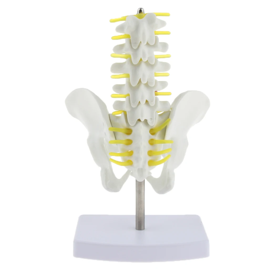 1:1 Lumbar Spine Model Humans Skeleton Model with Spinal Pelvis for Medical Students Learning Props
1:1 Lumbar Spine Model Humans Skeleton Model with Spinal Pelvis for Medical Students Learning Props