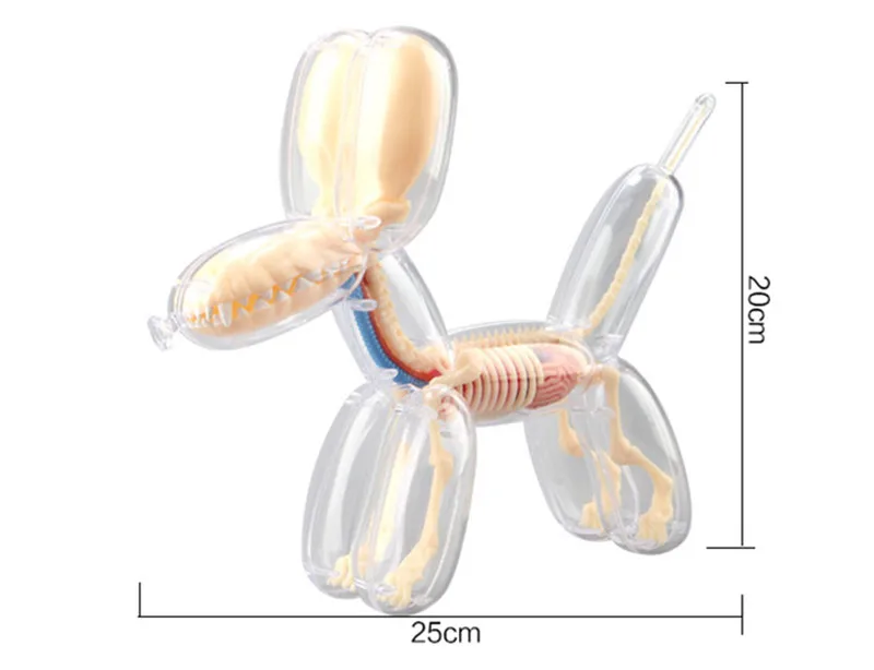 4D MASTER Artist JASON freeny Educational Assembled Toys Large Balloon Dog Transparent Skeletal Anatomy
4D MASTER Artist JASON freeny Educational Assembled Toys Large Balloon Dog Transparent Skeletal Anatomy