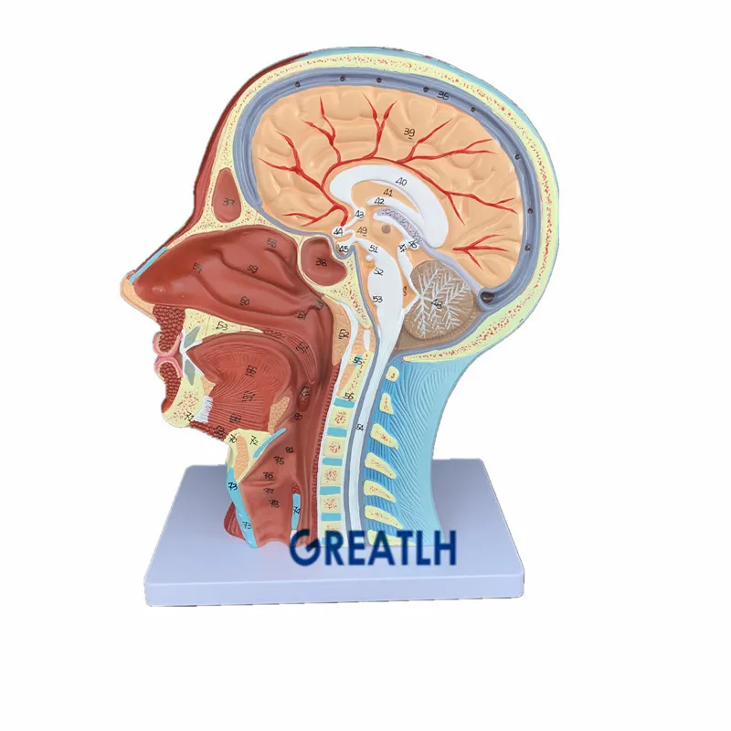 Human skull Head Neck Superficial Nerve Vascular Muscle Model with muscle and nerve blood vessel School medical teaching model
Human skull Head Neck Superficial Nerve Vascular Muscle Model with muscle and nerve blood vessel School medical teaching model